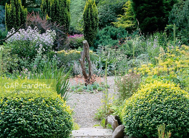 Buxus sempervirens balls in gravel garden