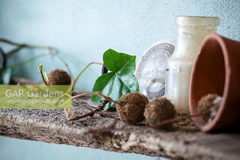 Shelf with Sycamore seeds, Hedera helix, bottles and pots, Lucille Lewins, small office court yard garden in Chiltern street studios, London. Designed by Adam Woolcott and Jonathan Smith 