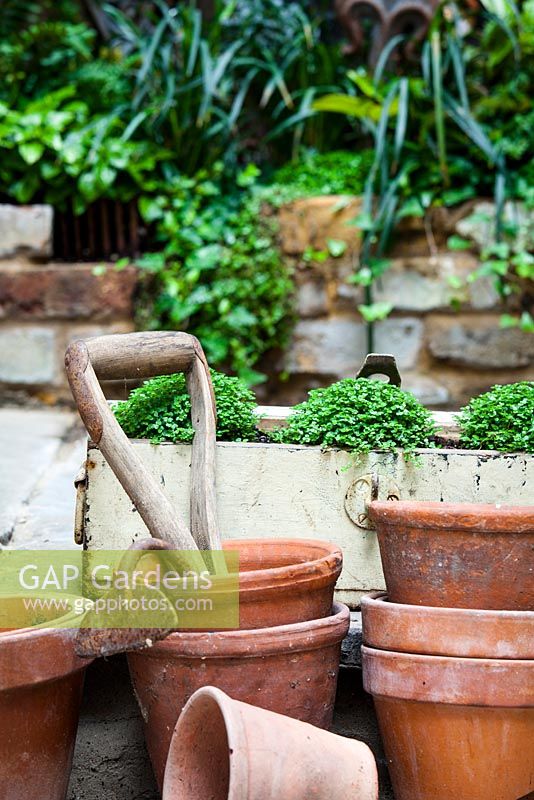 Terracotta pots with Soleirolia soleirolii, tool head and containers. Lucille Lewins, small office court yard garden in Chiltern street studios, London. Designed by Adam Woolcott and Jonathan Smith