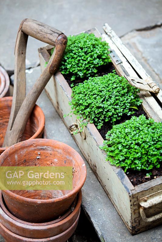 Tools and terracotta pots with Soleirolia soleirolii, Lucille Lewins, small office court yard garden in Chiltern street studios, London. Designed by Adam Woolcott and Jonathan Smith 