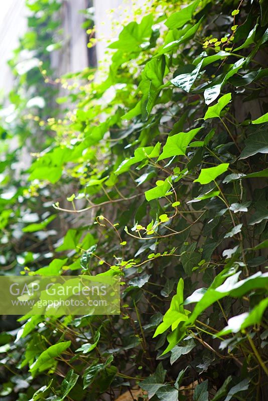 Hedera helix. Lucille Lewins, small office court yard garden in Chiltern street studios, London. Designed by Adam Woolcott and Jonathan Smith June 2010, UK