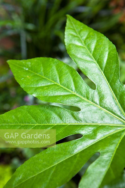 Fatsia japonica in Lucille Lewins, small office court yard garden in Chiltern street studios, London. Designed by Adam Woolcott and Jonathan Smith