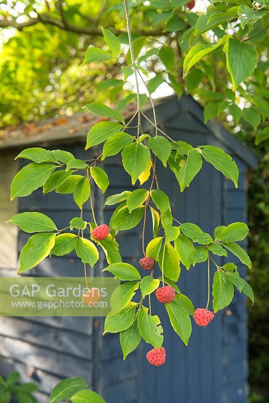 Cornus 'Norman Hadden'. Fruits in autumn beside blue painted tool shed