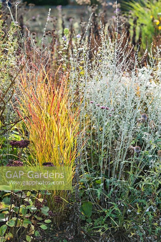 Panicum virgatum 'Shenandoah' in autumn with Perovskia 'Blue Spire' and Sedum 'Matrona'.