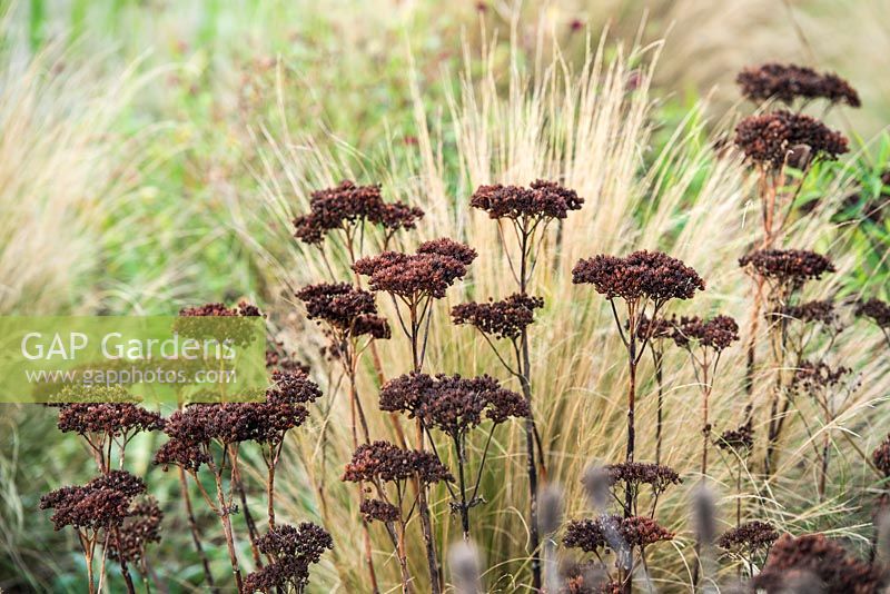 Sedum telephium 'Matrona' in autumn with Stipa tenuissima