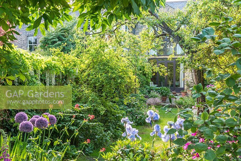View of long, narrow, town garden in spring with informal lawn and mixed borders. Iris 'Jane Phillips', Allium 'Globemaster', Wisteria floribunda 'Alba', Centranthus ruber.