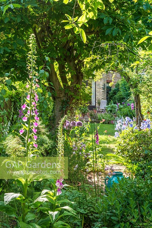 View of long, narrow, town garden in spring with informal lawn and mixed borders. Iris 'Jane Phillips', Allium 'Globemaster' and foxgloves beneath Acer negundo.