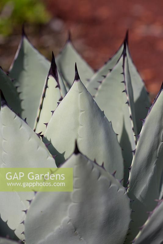 Agave flexispina, succulent,