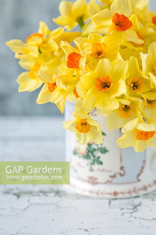 Narcissi arranged in a mug