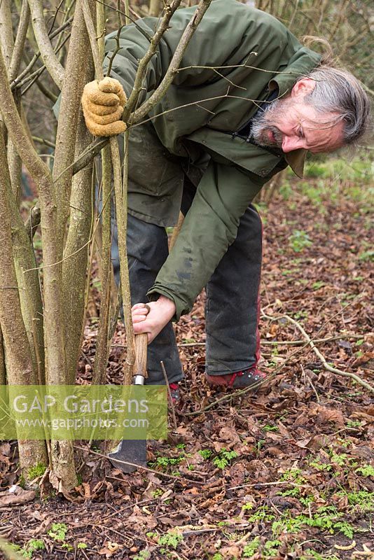 Stephen Westover coppicing a Hazel tree to near ground level