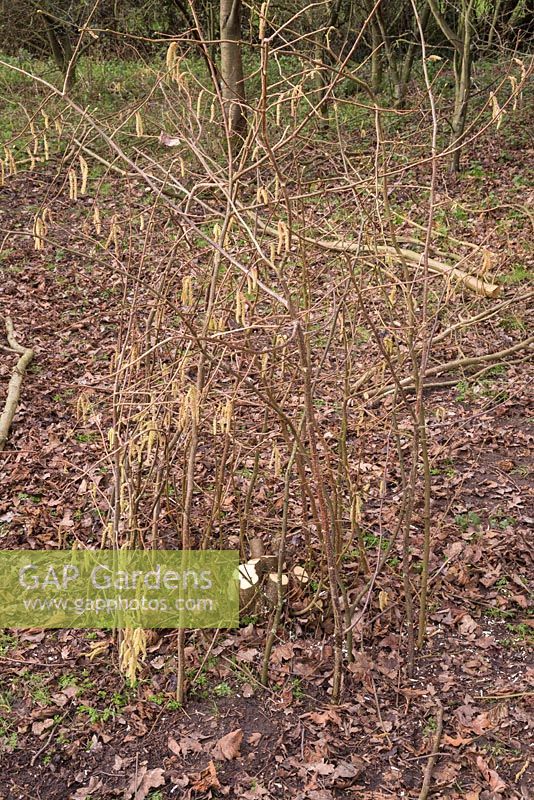 Hazel branch cloche barrier protecting the coppiced Hazel stump from pests such as rabbits