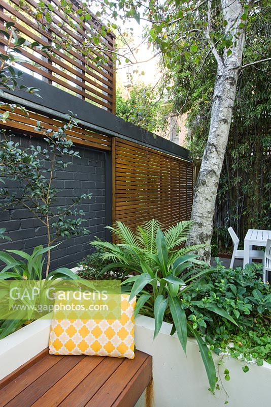 Timber bench and raised concrete planter in inner city courtyard garden. Planter contains Renga lily New Zealand rock lily, Dichondra repens and Blechnum gibbum 'Silver Lady' fern. Large tree in planter is Betula pendula - silver birch tree.