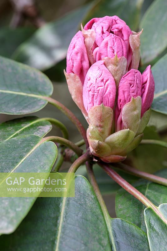 Rhododendron 'Loderi King George', April, Suffolk