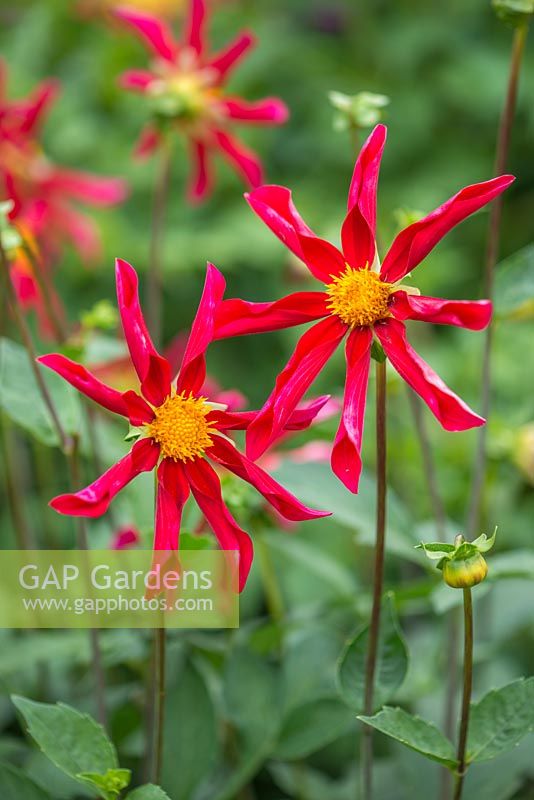 Dahlia 'Honka Red'