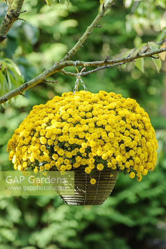 Chrysanthemum 'Poppins Yellow Jewel'