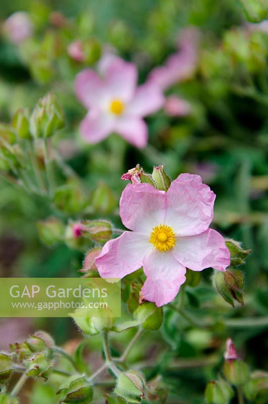 Cistus x lenis 'Grayswood Pink'