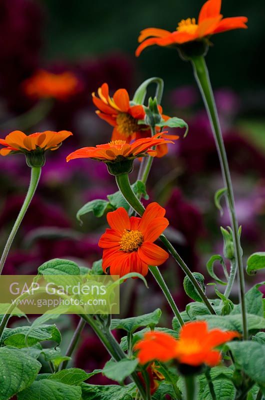 Tithonia rotondifolia