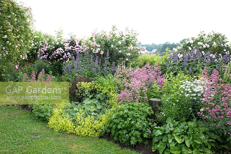 Summer border with Nepeta 'Kubanica', Centranthus ruber 'Rosenrot', Rosa 'James Galway', Ispahan 'Rosa Damacena', 'Ayrshire Queen', 'Ayrshire Spendens'