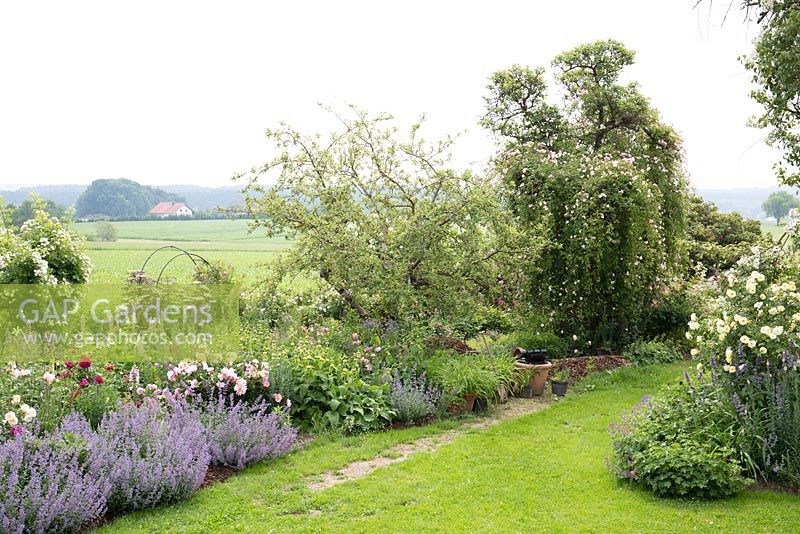 Rosa 'Ayrshire Queen' in Summer border