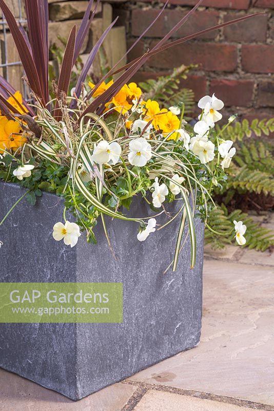 Container featuring are Primula, Variegated Ivy, Carex oshimensis 'Evergold', Cordyline australis 'Red Star' and Viola 'Teardrops White'