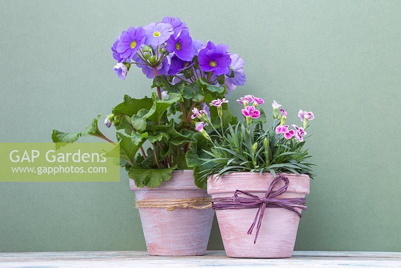 Transformed terracotta pots planted with Primula obconica 'Touch Me' and Dianthus 'Pink Kisses'