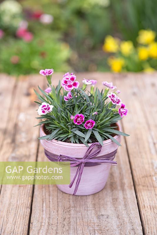 Transformed terracotta pot planted with Dianthus 'Pink Kisses'