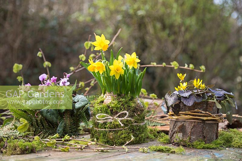 Cyclamen coum, Narcissus and Ranunculus ficaria 'Brazen Hussy' planted in natural containers featuring Moss, Fern fronds and tree bark