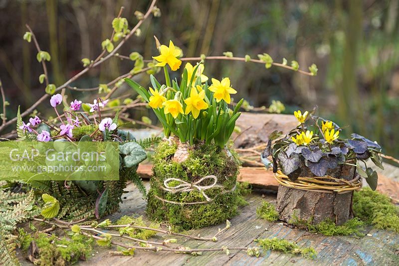 Cyclamen coum, Narcissus and Ranunculus ficaria 'Brazen Hussy' planted in natural containers featuring Moss, Fern fronds and tree bark