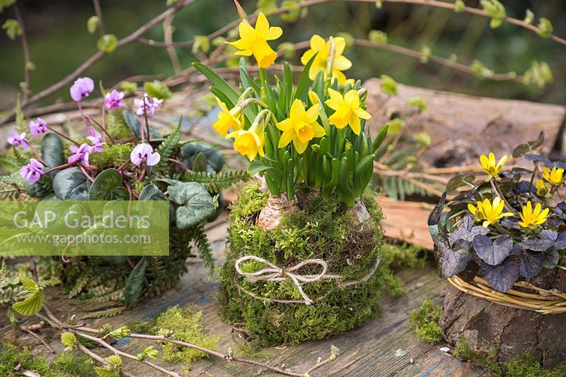 Cyclamen coum, Narcissus and Ranunculus ficaria 'Brazen Hussy' planted in natural containers featuring Moss, Fern fronds and tree bark