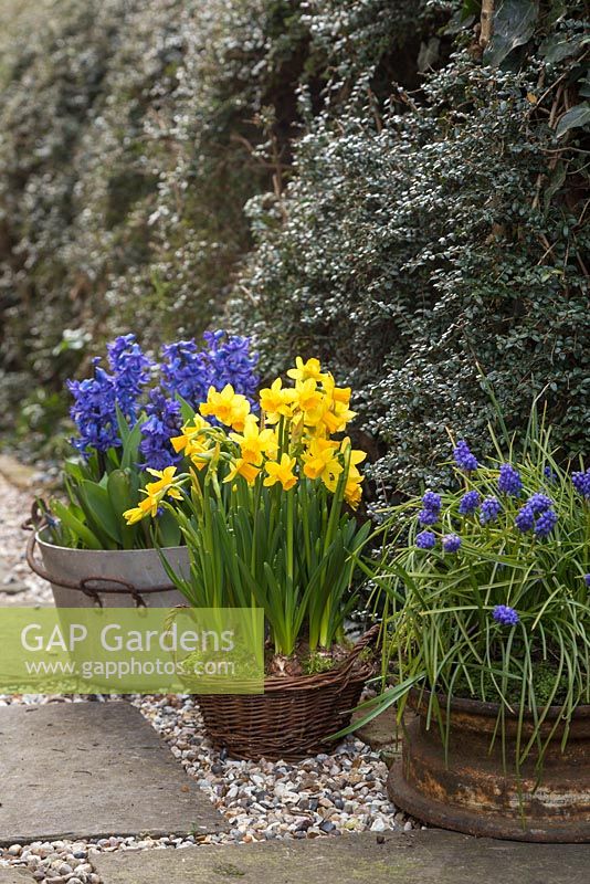 Assorted metal and wicker container display featuring Narcissus, Muscari and Hyacinth