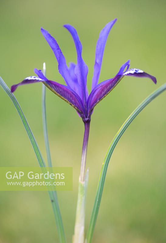 Iris reticulata 'Blue Note'