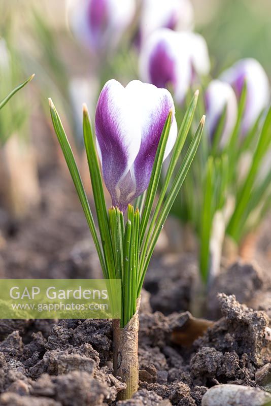 Crocus chrysanthus 'Prins Claus'