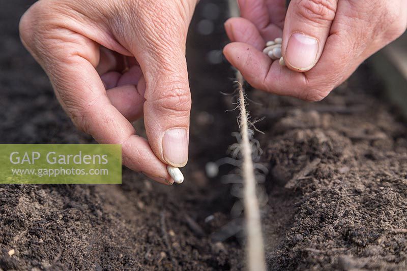 Sowing Bean 'Faraday' in a shallow trench using string as a guide