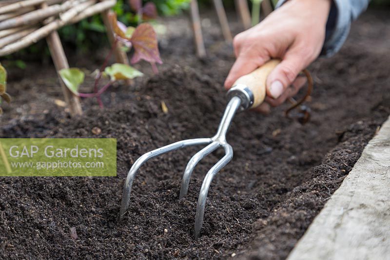 Using a three prong cultivator to loosen and prepare soil for sowing seeds