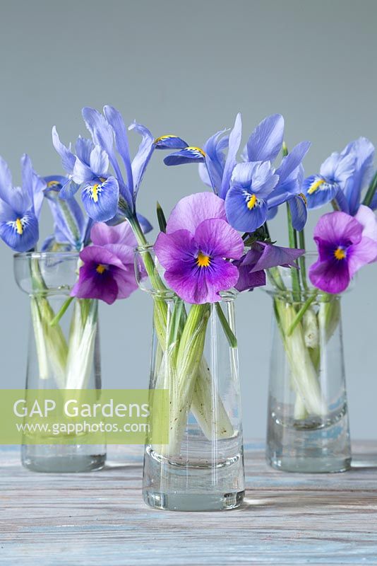 Iris reticulata 'Alida' and Viola cornuta 'Orchid Rose Beacon' Sorbet series, in miniature glass vases