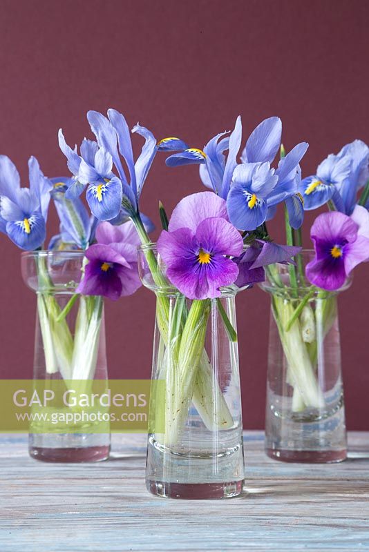 Iris reticulata 'Alida' and Viola cornuta 'Orchid Rose Beacon' Sorbet series, in miniature glass vases