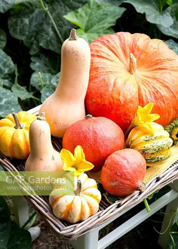 Cucurbita, pumpkin in basket