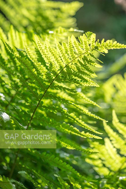 Dryopteris felix-mas. Young fern fronds catching sunlight.