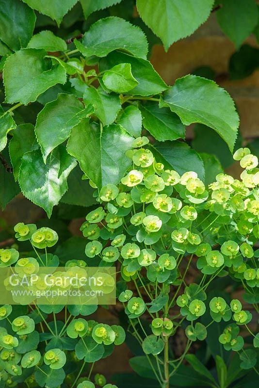 Euphorbia amygdaloides var. robbiae with young foliage of Hydrangea anomala subsp. petiolaris.