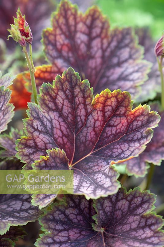 Heuchera foliage.