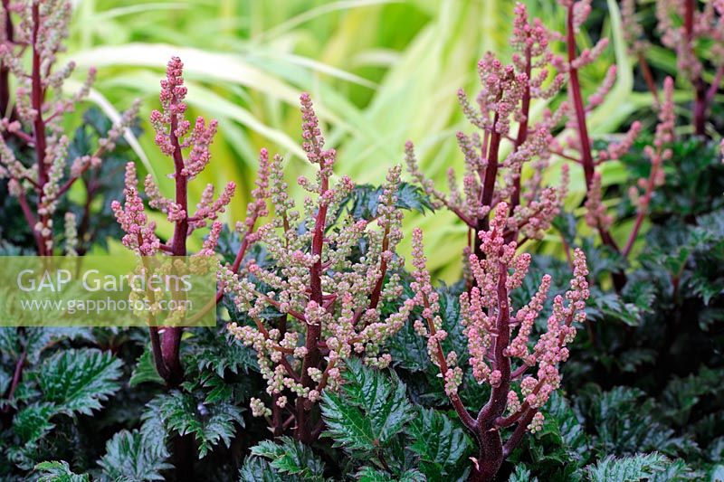 Astilbe x crispa Liliput flower stems in bud