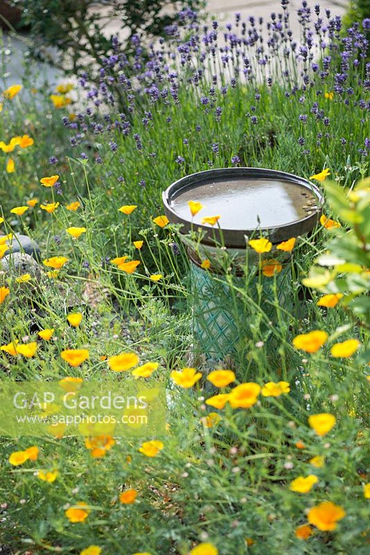 Bird bath in courtyard garden with Eschscholzia californica and lavender