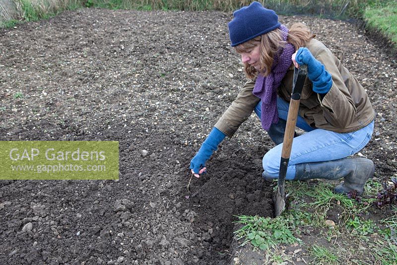 Woman winter digging on vegetable plot, pulling out Calystegia silvatica root, large bindweed