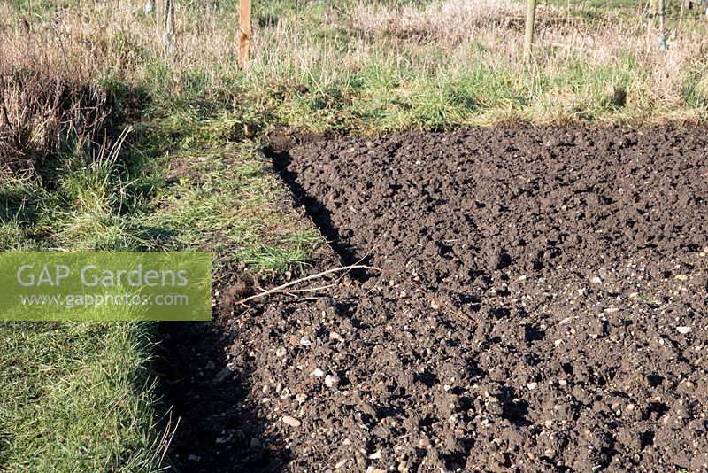 Winter digging almost completed on vegetable plot, trench and line