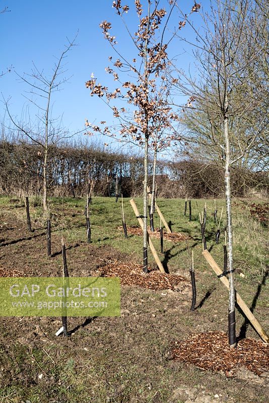 Newly planted saplings, wooded area, urban country park