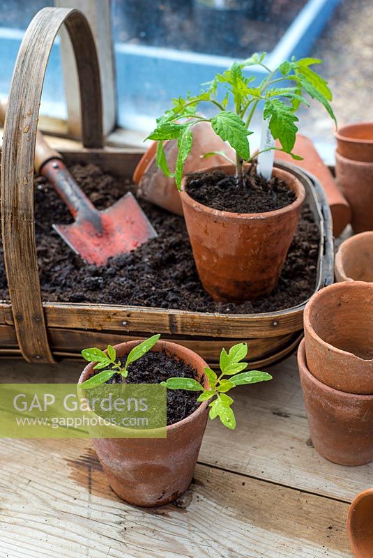 Tomato - Solanum lycopersicum, varieties 'Rio Grande' and 'Gardeners delight' potting on seedlings into terracotta pots.