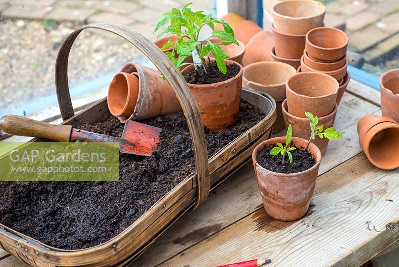 Tomato - Solanum lycopersicum, varieties 'Rio Grande' and 'Gardeners delight' potting on seedlings into terracotta pots.