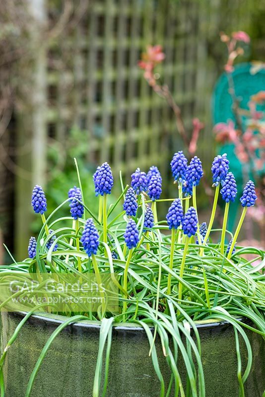 Muscari armeniacum - Grape hyacinth, flowering in a container to brighten up the patio.