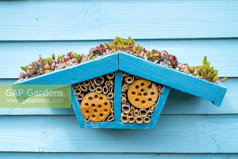 Wildlife gardening -  home made bug box with living roof of succulents placed on side of garden shed.