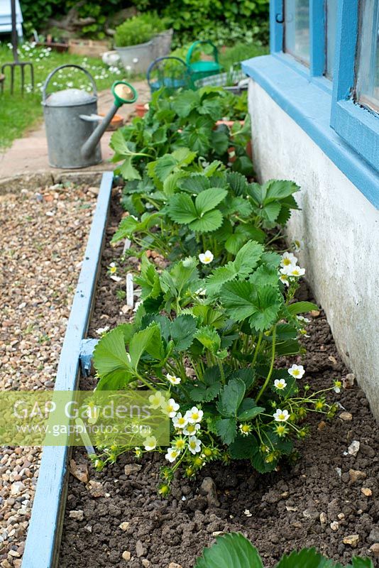 Fragaria - Various Strawberry varieties - nearest, 'Red Gauntlet'' - growing in small border adjacent to greenhouse, May.